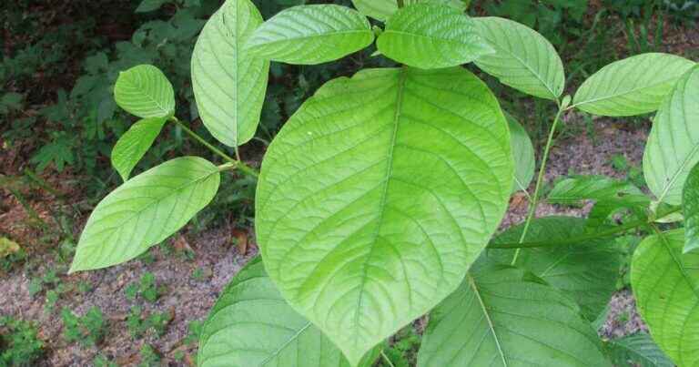 kratom leaves