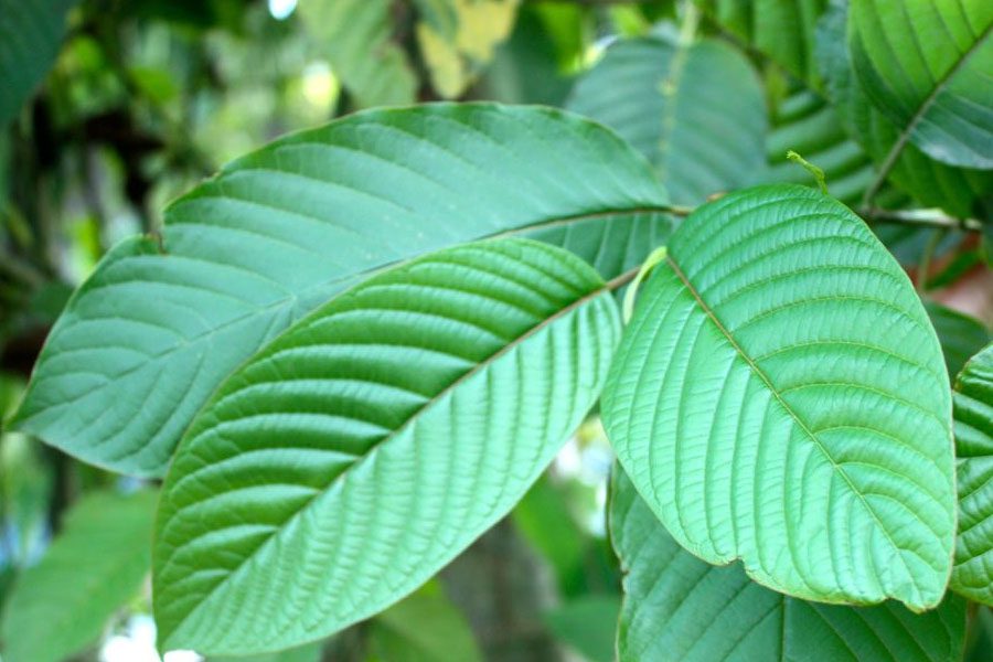 FDA Declares Kratom to Be an Opioid: New Reports