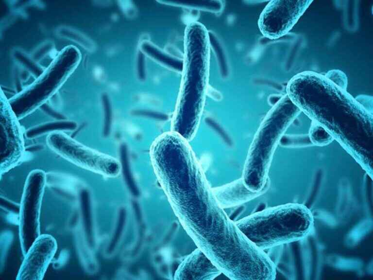 Bacteria