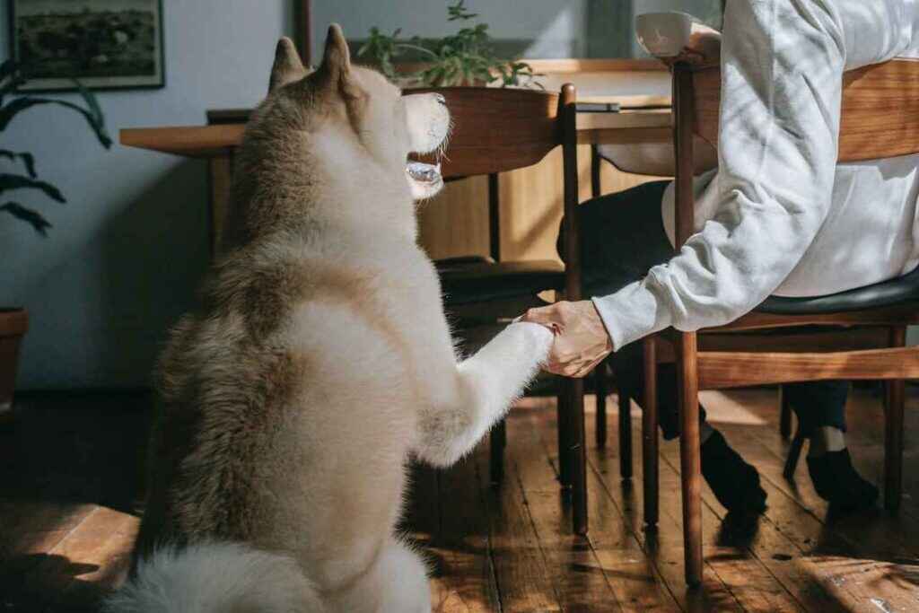 How Pets Stay Attuned to You In RECOvery