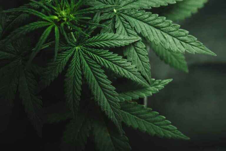 psychotropic-Marijuana