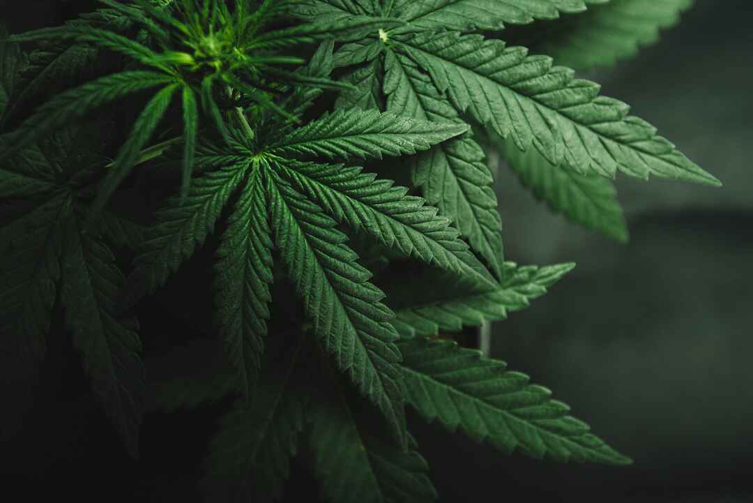 The Connection Between Depression and Marijuana Use
