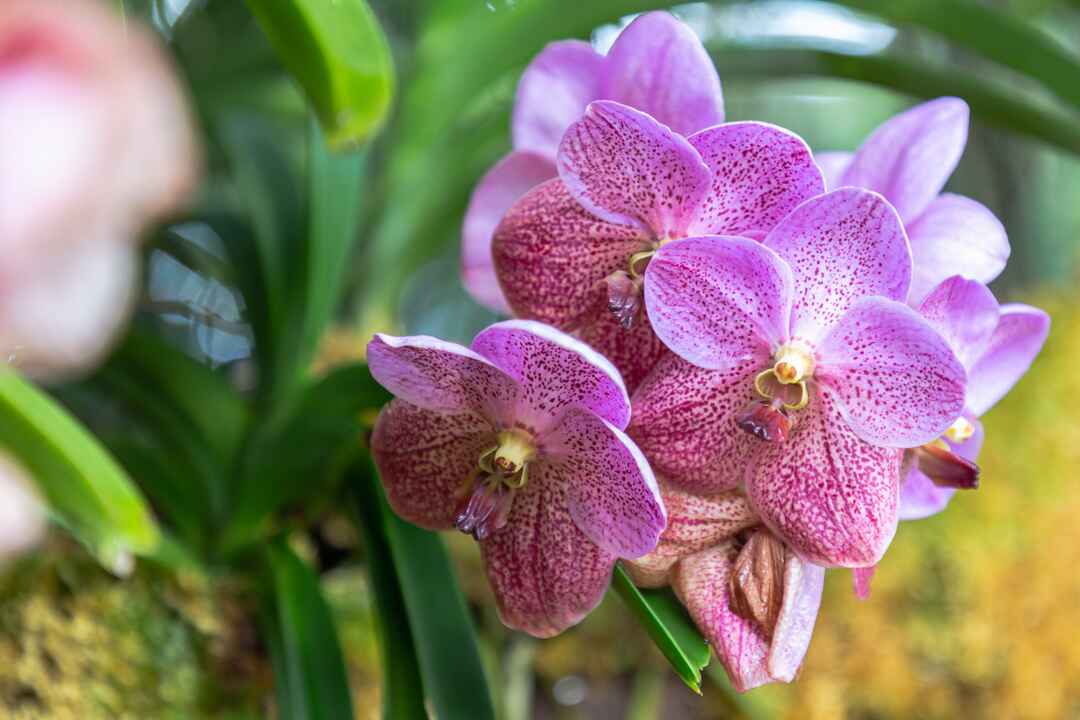 Addiction and The Orchid Hypothesis: Turning Sensitivity Into Strength