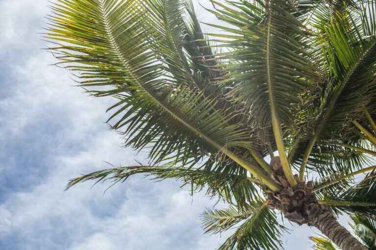 a palm tree with blue sky in the background, representing dual diagnosis treatment in south florida