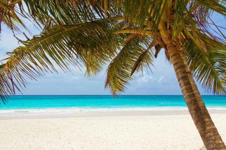 what to do after drug rehab in florida, palm trees with an ocean background